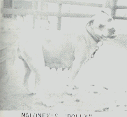MALONEY'S DOLLY