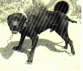 HAMMONDS' VITO (2XW)