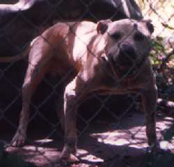 CH HAMMONDS' ROBERTO AKA ZACK (3XW)