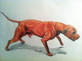 CH CH. SUPER KENNELS' .357 (ROM)
