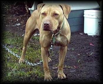 SOUTHERN KENNEL'S MACHA P.O.R