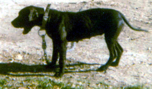 CATES' BOLITA (1XW)