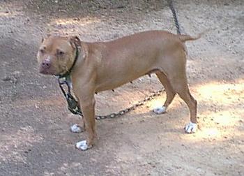 MDK'S SHEBA 1XW