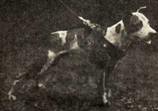 CH BILLY SUNDAY (8XW)