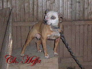 CH SIZE UP'S HEFFA