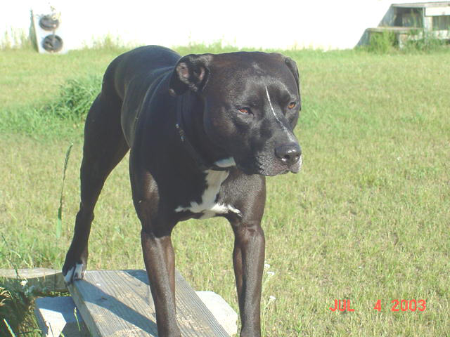 GARNER'S MIKO