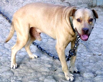 HUNT’S TRAMP II