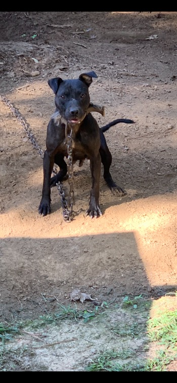 DA CAMP BLACK SADIE