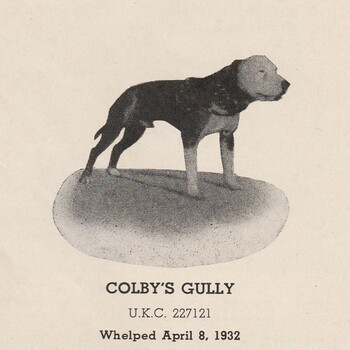 COLBY'S GULLY (3XW-1XL)