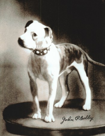 COLBY'S MAJOR  (1896) (1XW)