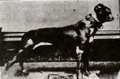THE GAS HOUSE DOG   ( A.K.A. MCDONALD'S GRIP ) (9XW)
