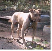LOCKJAW'S BUMPER JR. (AKA J.R.)