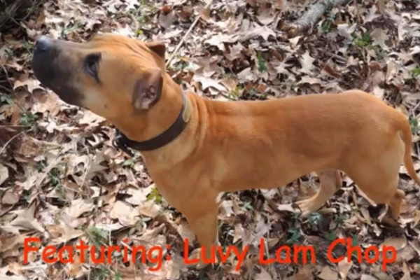 (PARKER'S) BULLETPROOF'S LUVY LAM CHOP