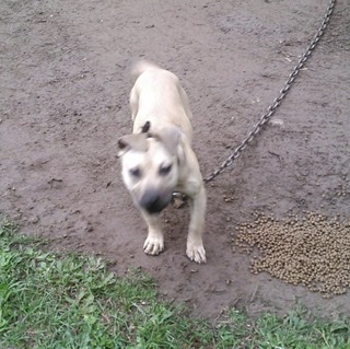BAD BOY KENNEL'S CAJUN GIRL