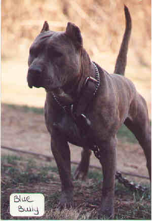 GR CH COUTURIER'S BLUE BULLY