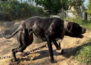CH BAD BOY KENNEL'S CH. COUNTRY GIRL