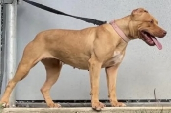 BULLETPROOF KENNELS' CRIMSON