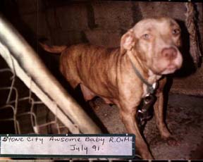 STONE CITY KENNEL'S  AWESOME BABY ROM