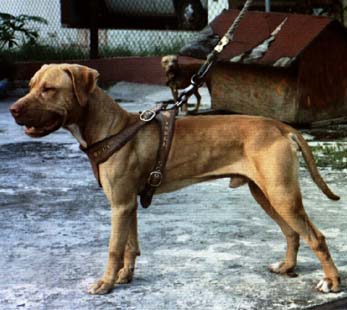 CH STONE CITY KENNELS' NICO (4XW-1XL) ROM (4XW) (1XL)