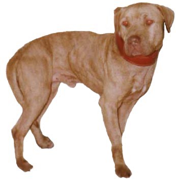 CH GR.CH STONE CITY KENNEL'S YELLOWBUCK (6XW) POR