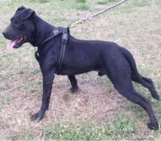 CH BAD BOY KENNEL'S GR. CH. MIDNIGHT COWBOY