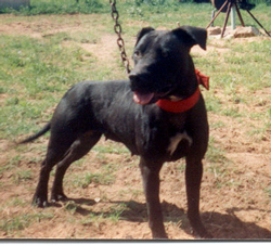 HODGES BLACK BETTY POR