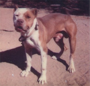 SORRELLS' BULL (KOEHLER'S) ROM