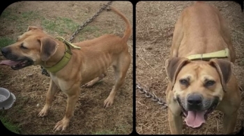 M.L.SMITH'S LIL MISS BUCKIE (1XW)