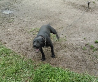 BAD BOY KENNEL'S $ROCKY$