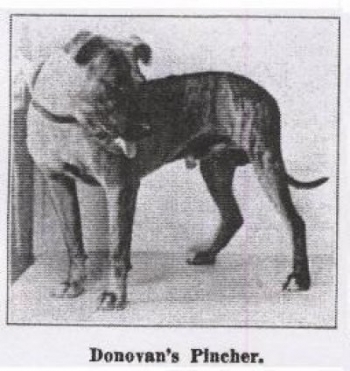 DONOVAN'S (MAGUIRE'S) PINCHER