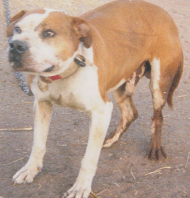 MUNDY'S STEER (1XW)