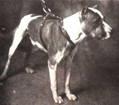 SEMMES COLONEL (3XW)