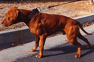 HOLLINGSWORTH'S TRUMAN (1XL-DG 1:05) (1XL)