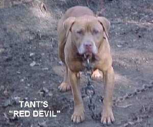 TANT'S RED DEVIL (ROM)