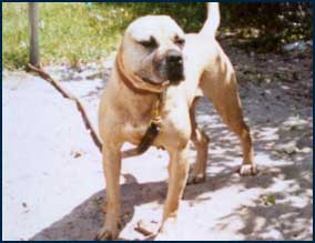 LATIN FORCE KENNEL'S CHASSY