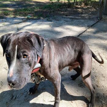 CH 10 KOUNT KENNEL BUCKSHOT