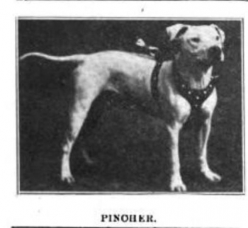 MITCHELL'S PINCHER  (SEATON'S PINCHER) (15XW)