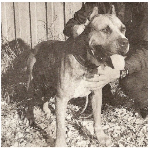 CH HOOTEN'S BUTCHER BOY (4W)