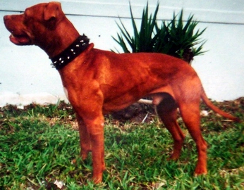 AYCART & RED TIDE KENNELS' CRASH (2XW-1XGL) (2XW)