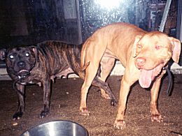 RED TIDE KENNEL'S TARNA (2XW) POR