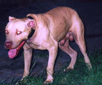 CH STONE CITY KENNELS NICO JR. (3XW) ROM