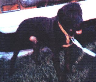 CH (WHITSELL'S) HALL & LONG'S  STOMPER
