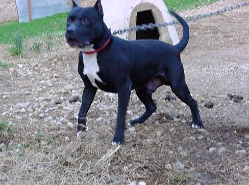 BOUDREAUX' ROCKY BITER