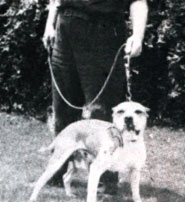 CH HEINZL'S ARIZONA PETE