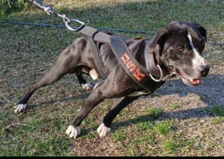 DIRTY SOUTH KENNEL’S GABOON TRAHAN 1XW