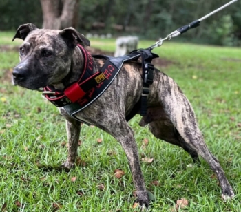 CH DIRTY SOUTH KENNEL’S CH SILVER DOLLAR SAM AKA BIG BOY