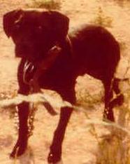 GR CH REDDICK'S  HERMAN (5XW)