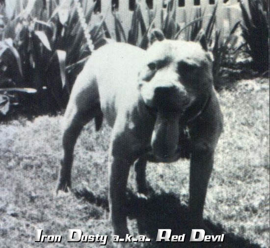 GR CH ROSS' RED DEVIL  (8XW)
