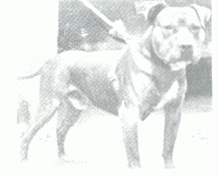 CH. TUDOR'S BLACK DEMON