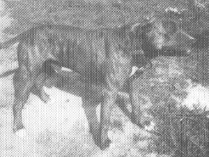 CH GAINES' TURTLEBUSTER